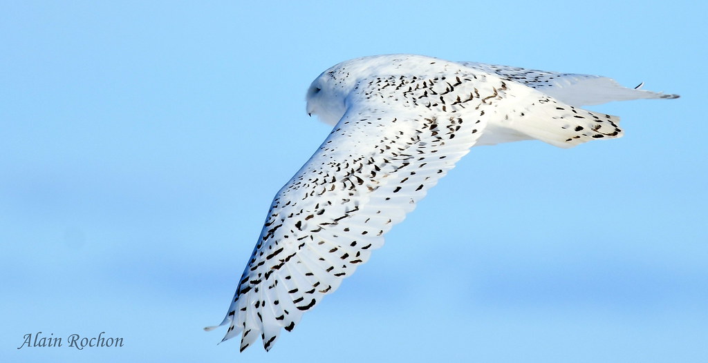 Harfang Des Neiges Snowy Owl Yamachiche, Québec alain rochon Flickr