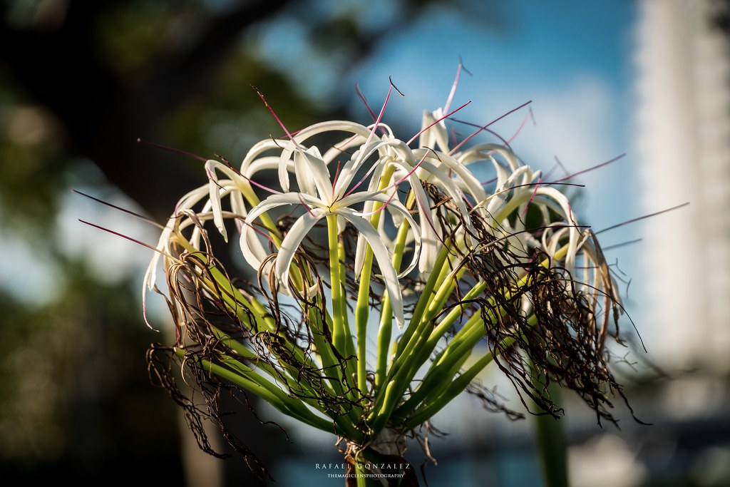 Tropical Flower, Miami, Fl. Flickr