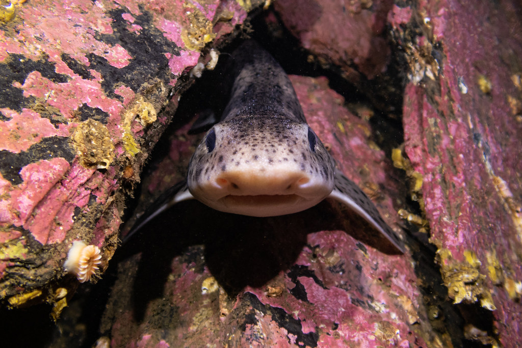 Smallspotted Catshark (Scyliorhinus canicula) James Lynott Flickr