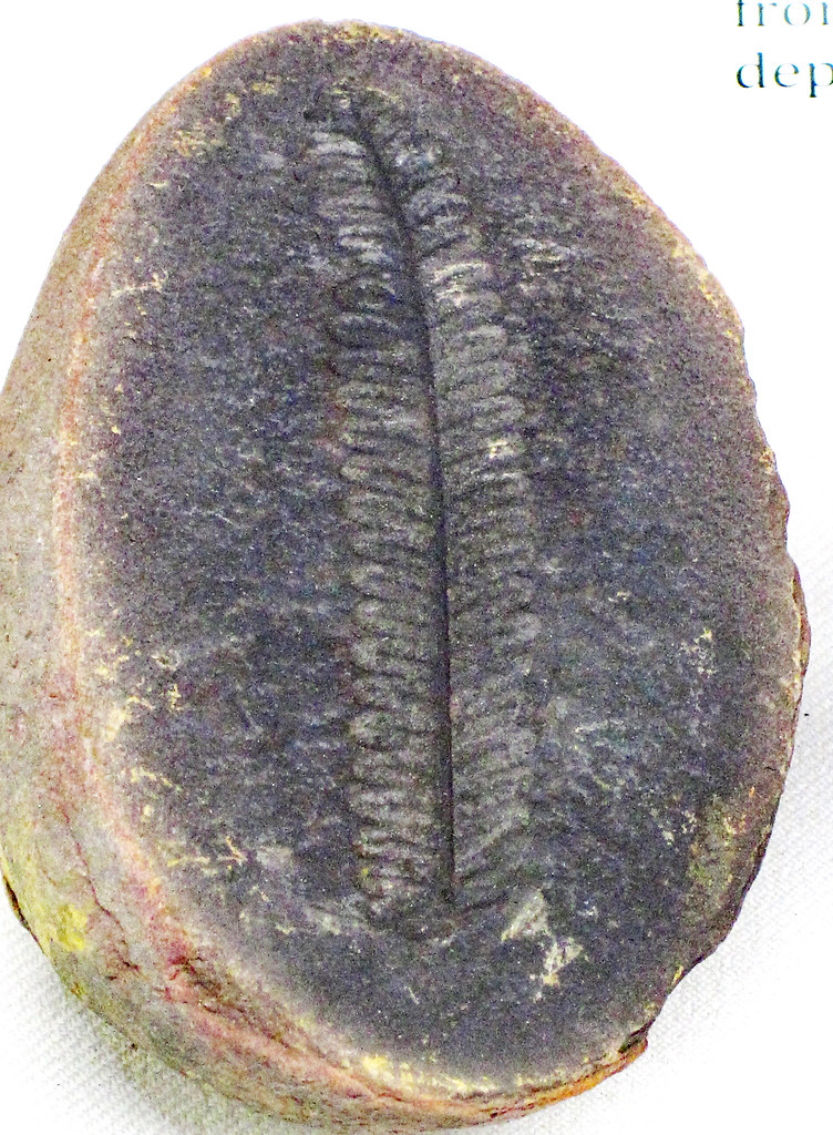 Ptychocarpus unitus (fossil fern) in concretion (Francis Creek Shale