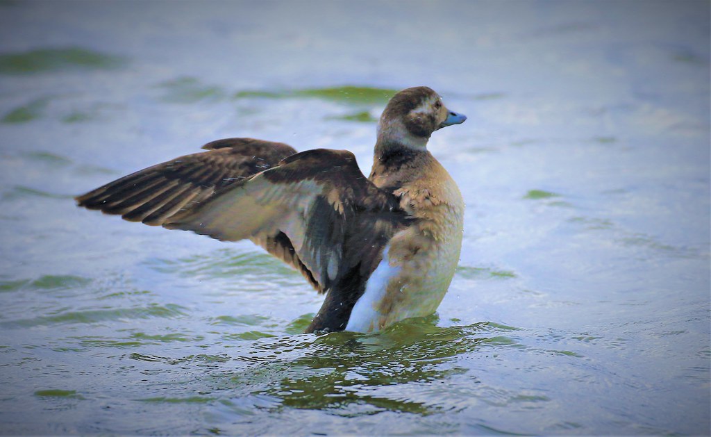LONGTAILED DUCK CROSBY john livesley Flickr