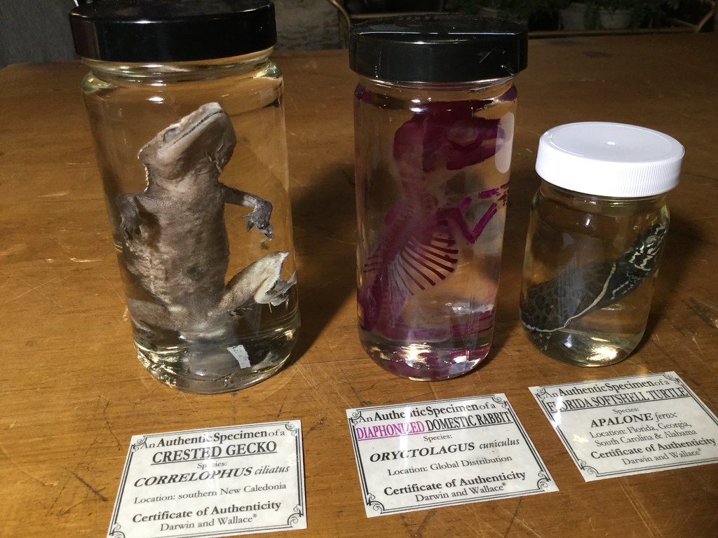 Animal specimens in jars a photo on Flickriver
