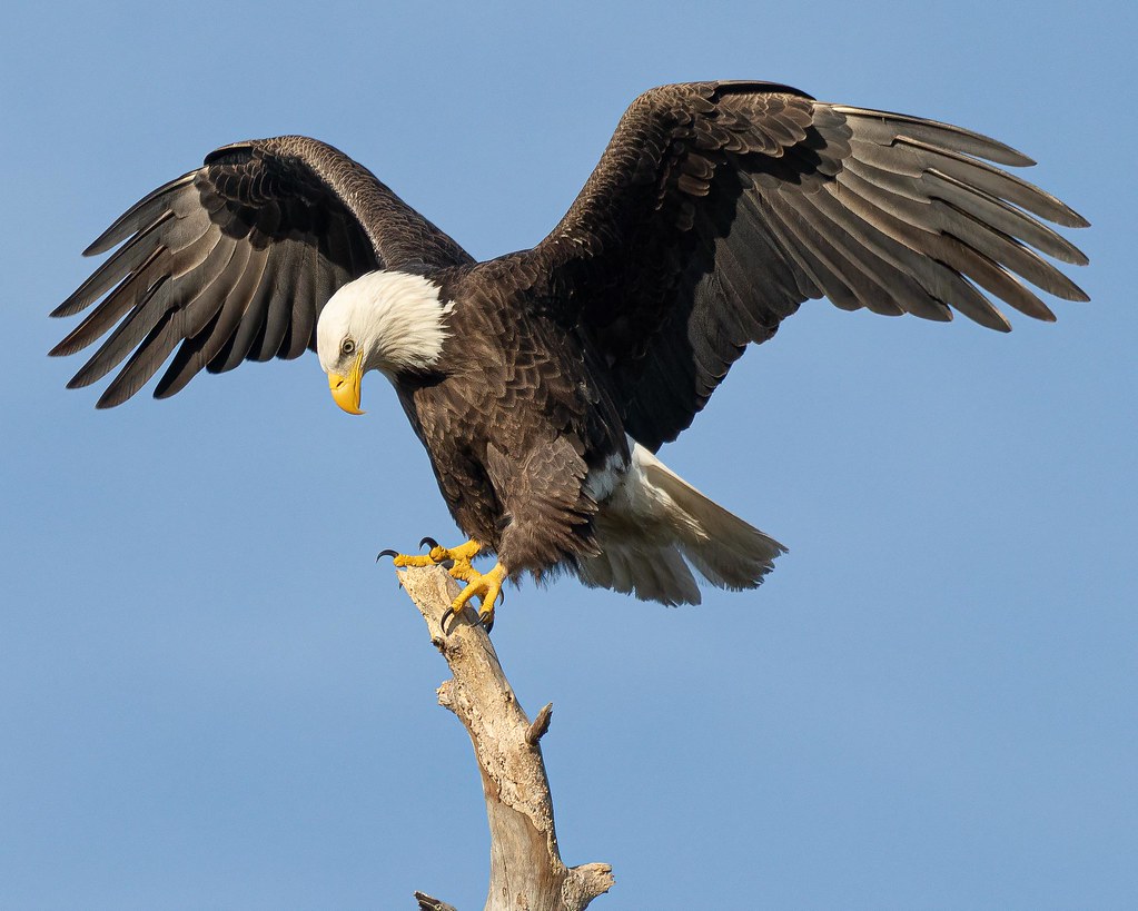 Spread Your Wings A bald eagle spreads its wings on a snag… Flickr