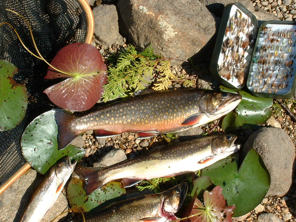 Brook Trout from Elk Lake William Osborne Flickr