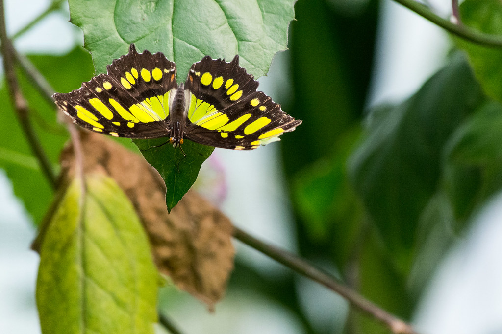 Butterfly House At London Zoo Peter Taylor Flickr