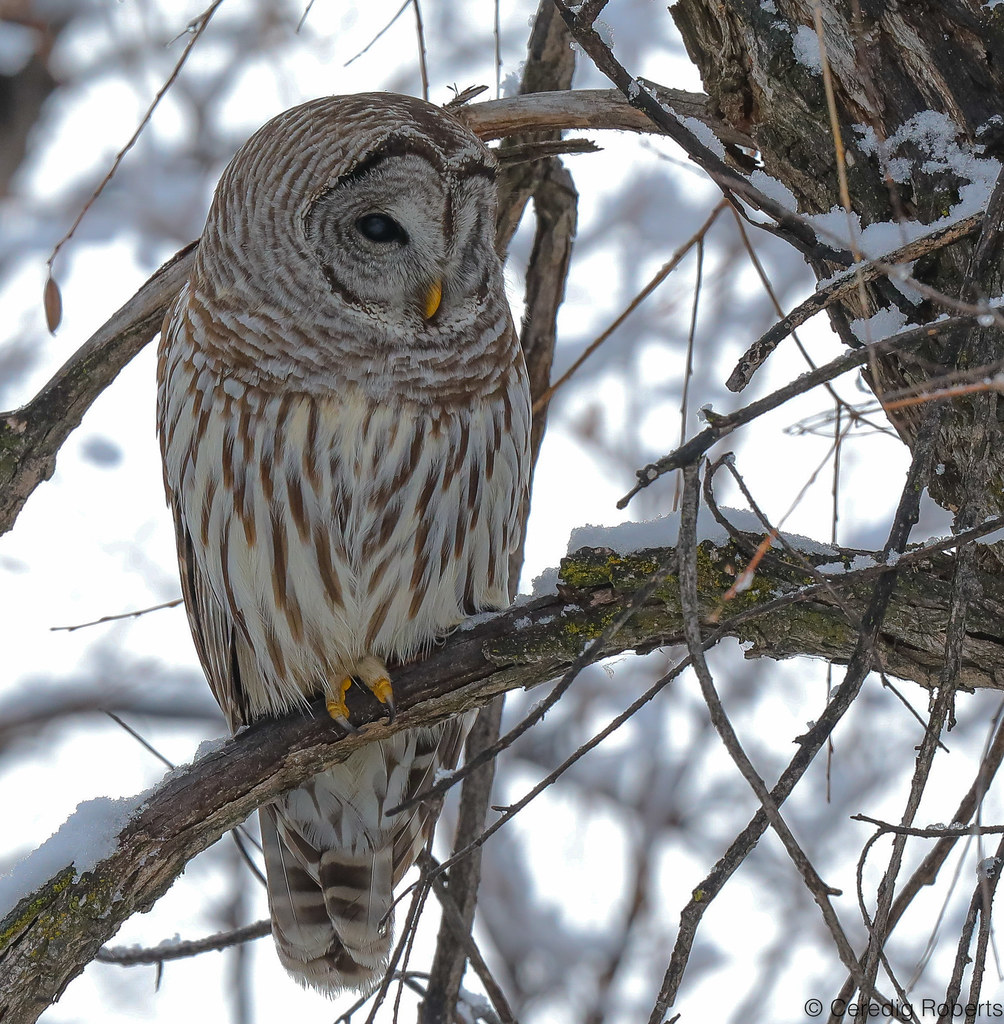 Barred Owl Barred Owl on a snowy morning in Boise, Idaho Ceredig