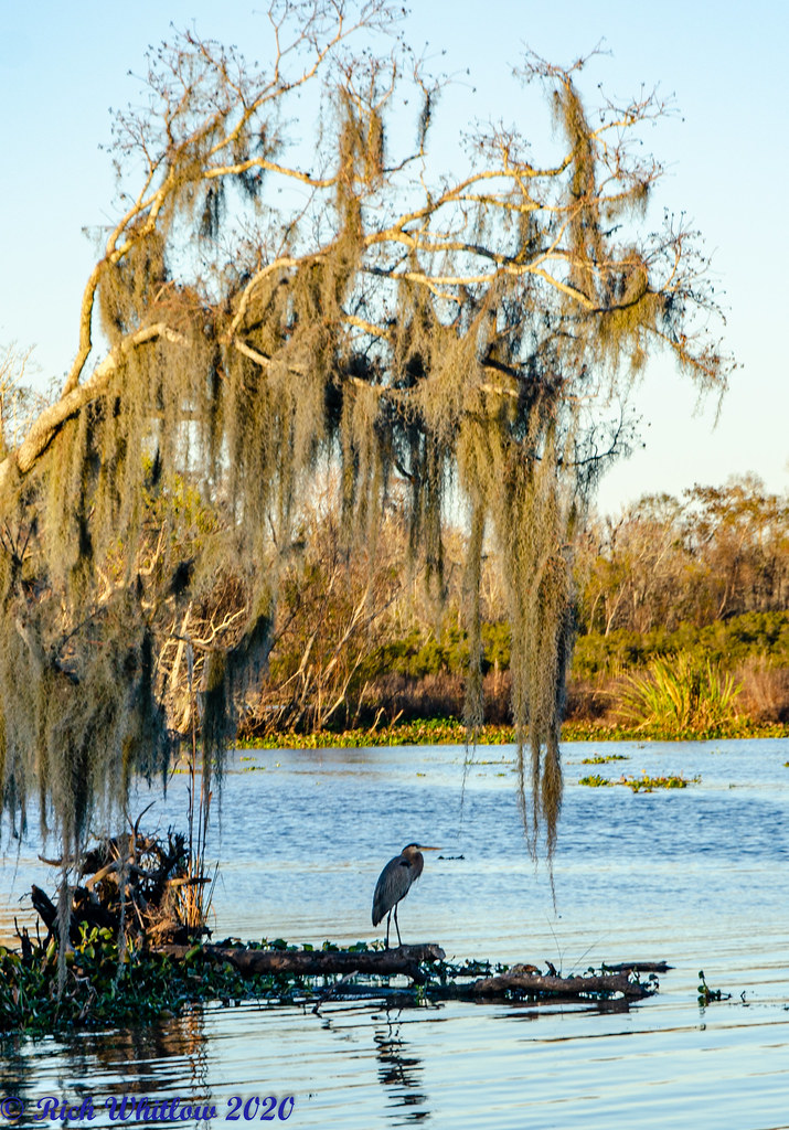 Bayou Black90 2020 Black Bayou Rich Whitlow Flickr