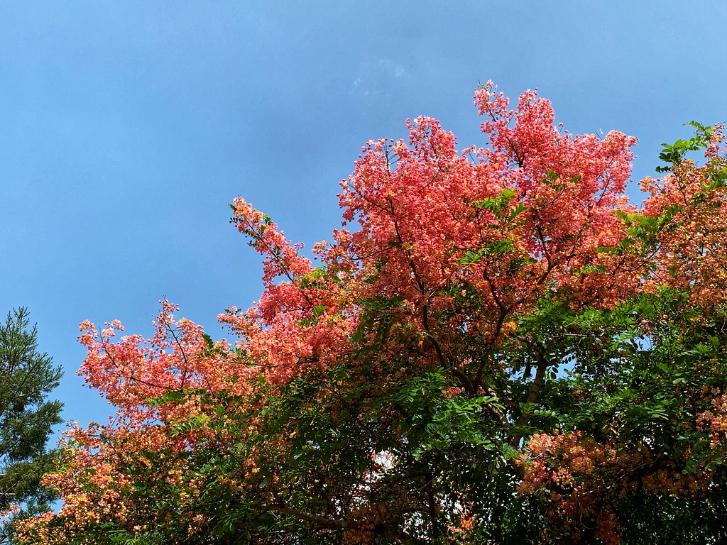 Rainbow Shower tree Cassia hybrid a photo on Flickriver