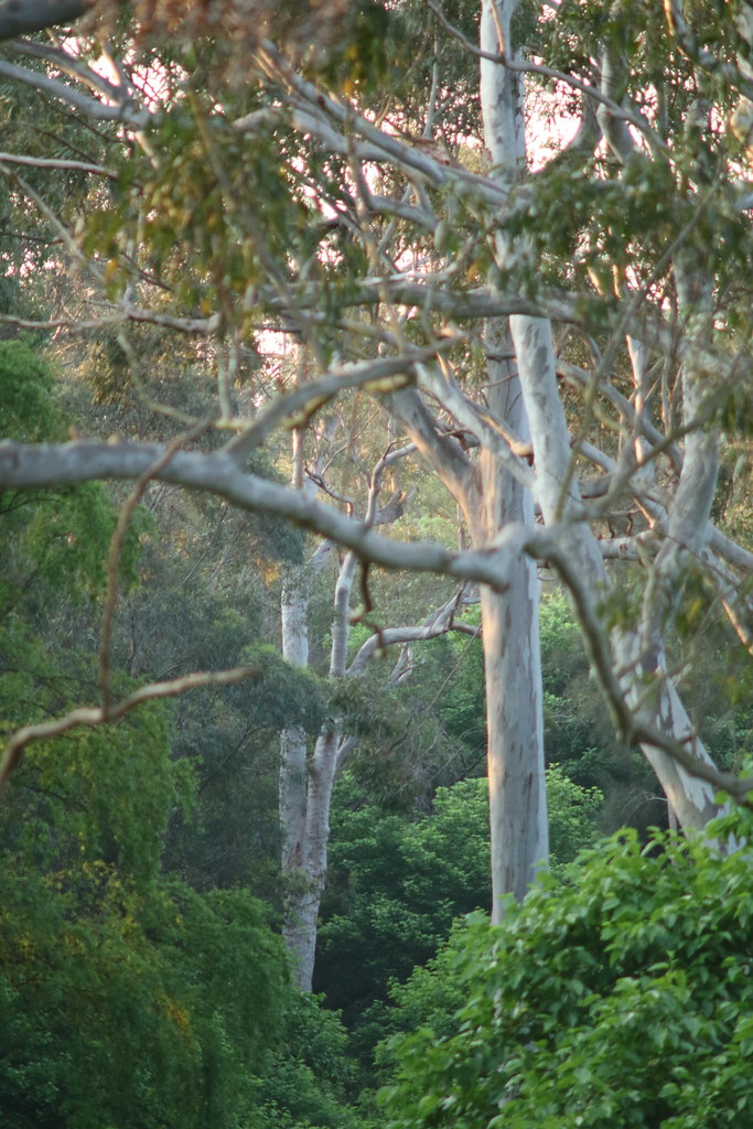 Toongabbie creek Valley Blue gums guard the banks of the c… Flickr