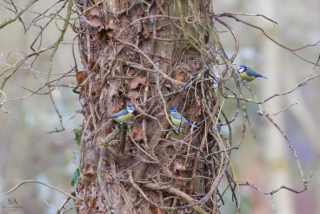 Weekly Briefing Drew's Pond, Devizes. Steve Andrews Flickr