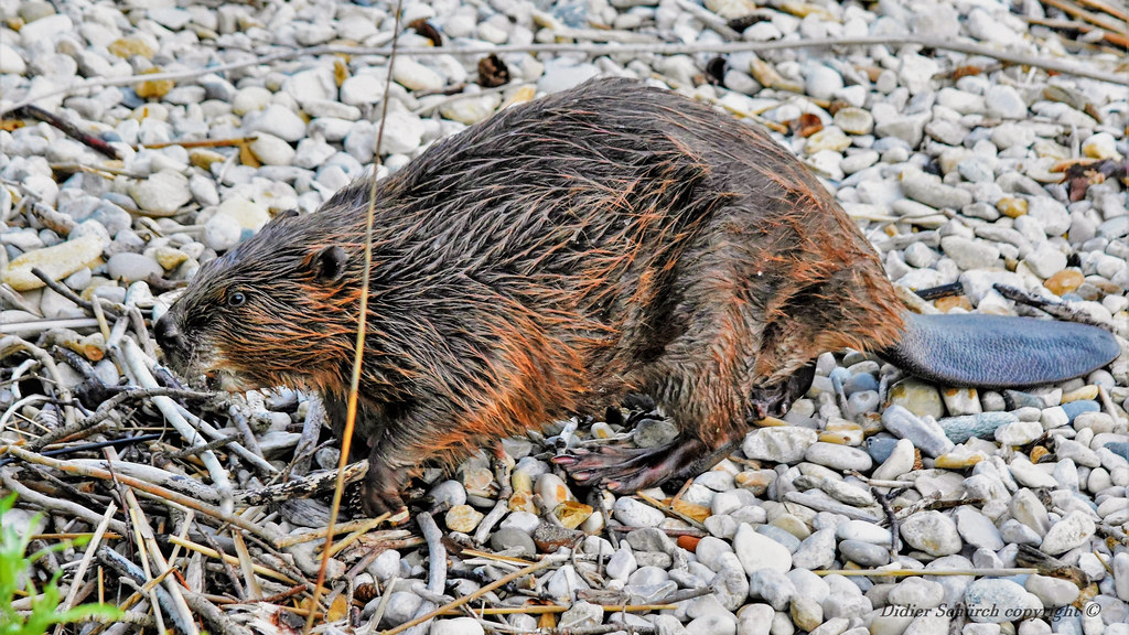 Castor d’Europe (Castor fiber L.) (88) Castor d’Europe (Ca… Flickr