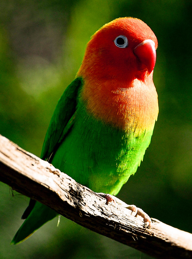 Fischer's Lovebird Africa Rocks Aviary San Diego Zoo Joseph Deems