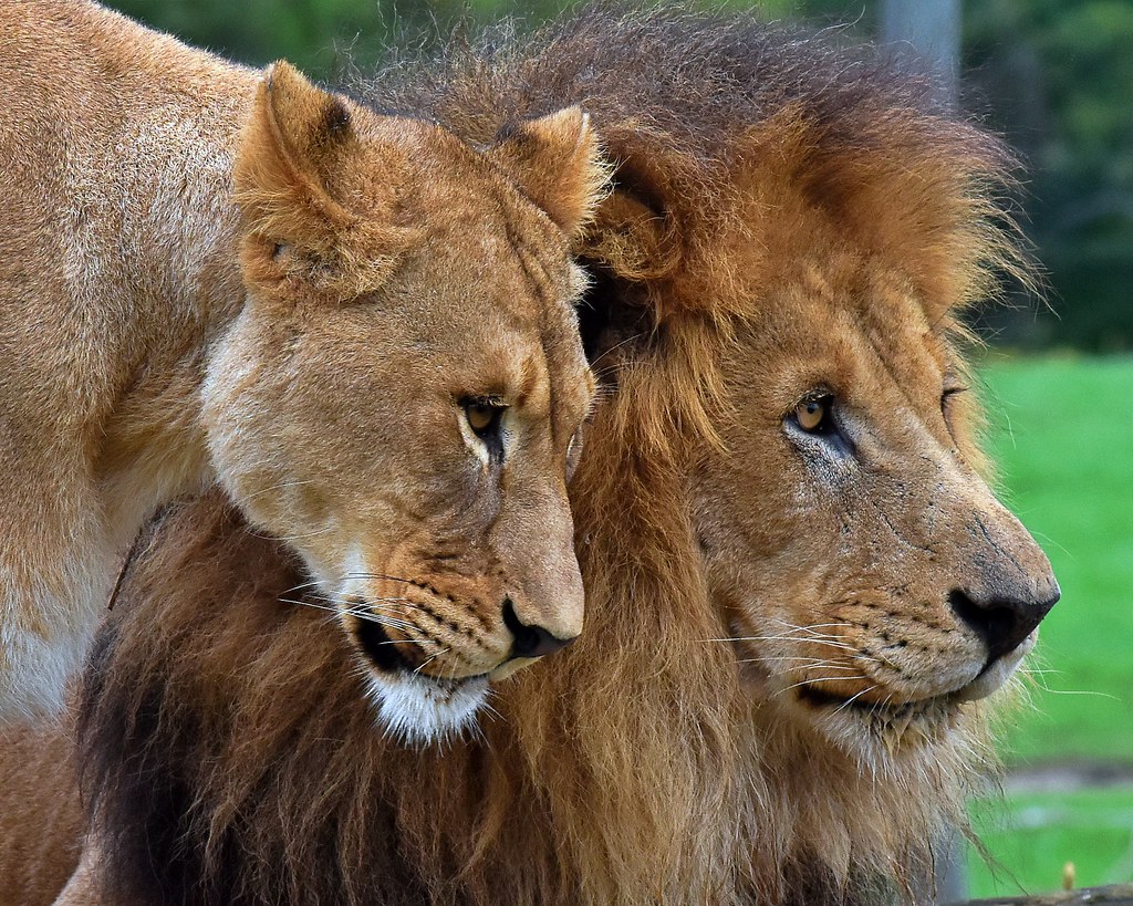 African lion, The Columbus Zoo, 9/26/18 Photo by Chet Kres… Flickr