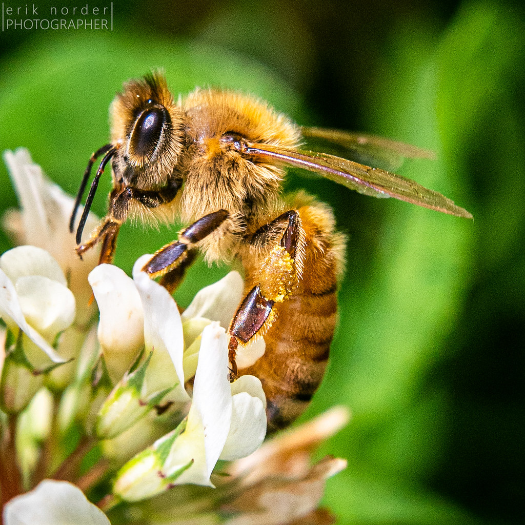 bee04920 Bee on clover flower. Erik Norder Photography Flickr