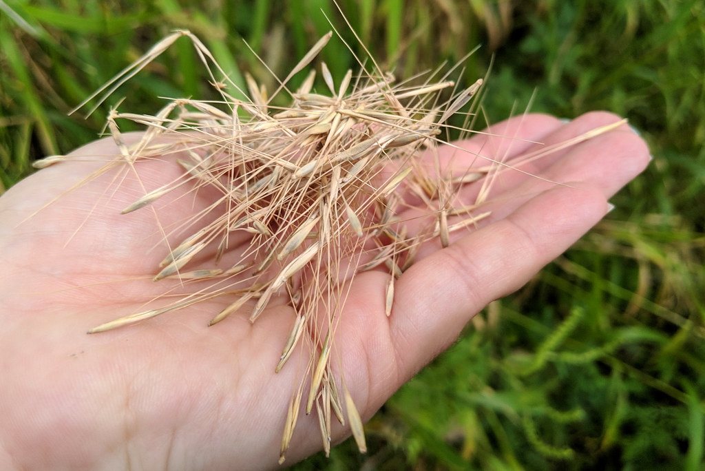 seed collecting (bottlebrush grass) Phalen Regional Park S… Flickr