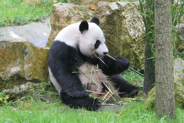 Der Zoo 🇳🇱 Rhenen 🇳🇱 I 5.11.´19 Giant Panda polarbeargermany