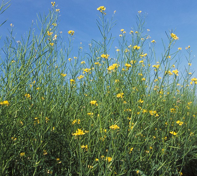 Rediscovering Cover Crops and the Power of ‘Green Manure’ USDA