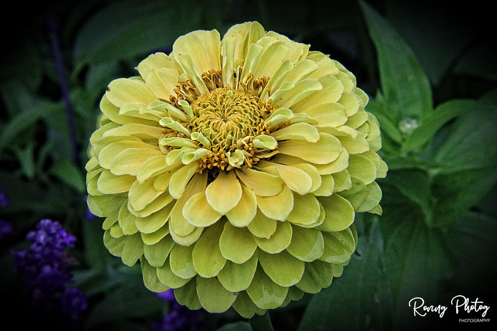 Zinnia Taken in Woodstock, Vermont, USA Robert Magina Flickr