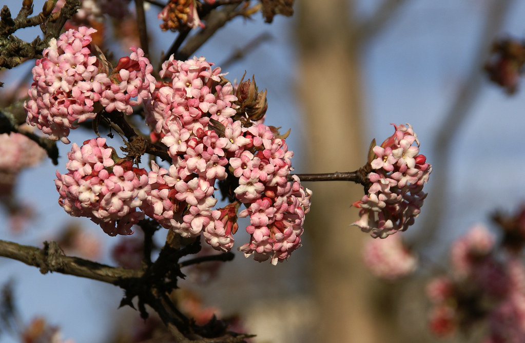 Schneeball, Bodnant / Pink Dawn Viburnum (Viburnum bodnantense Dawn) a photo on Flickriver