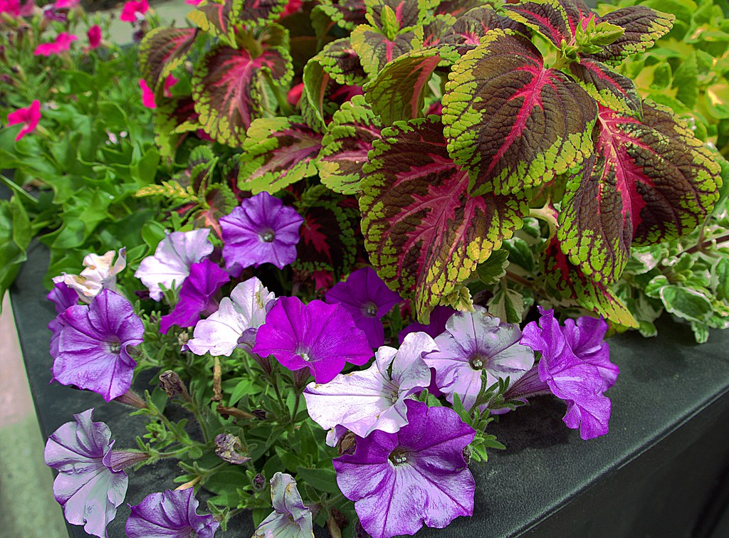 Guelph Ontario Canada University of Guelph Arboretum Pansies a
