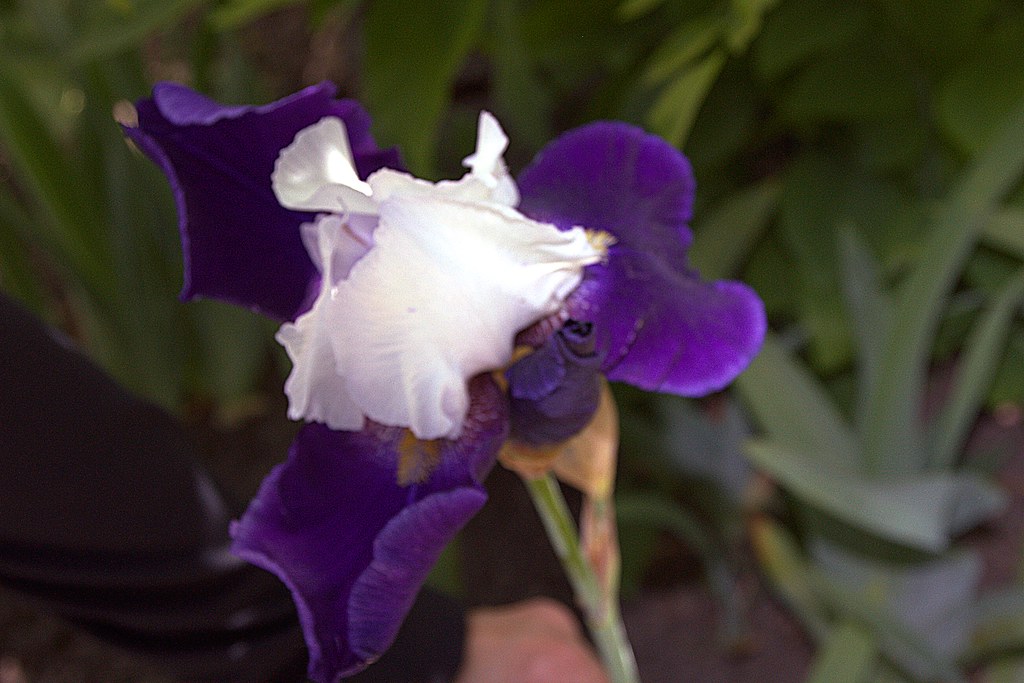 Guelph Ontario Canada University of Guelph Arboretum Iris a