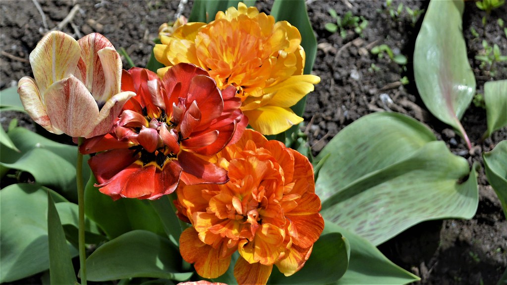 Spring Flowers Montréal II Carl Campbell Flickr