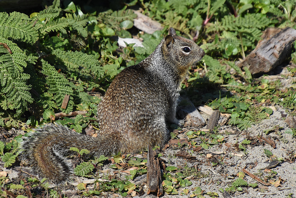 California Ground Squirrel (Otospermophilus beecheyi) 2019… Flickr