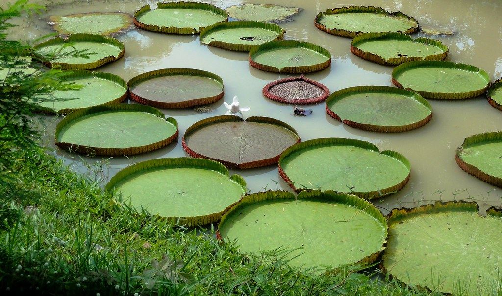 Lotus Flower Growing among Giant Lily Pads, Rural Thailand… Flickr