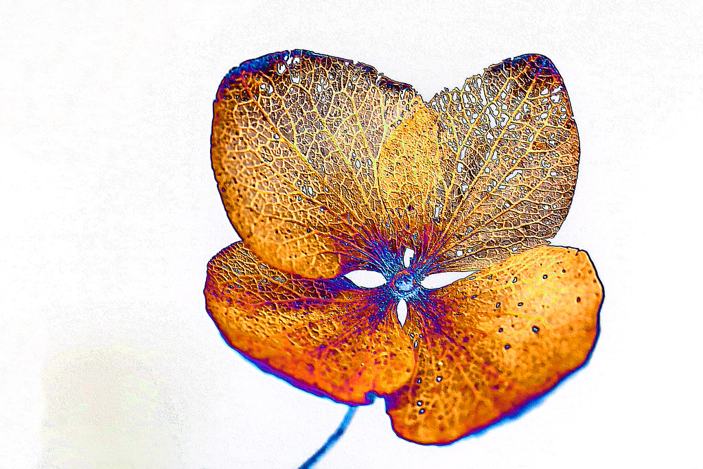 Hydrangea, dried flower Canon EOS 6D f/6.3 1/100sec … Flickr