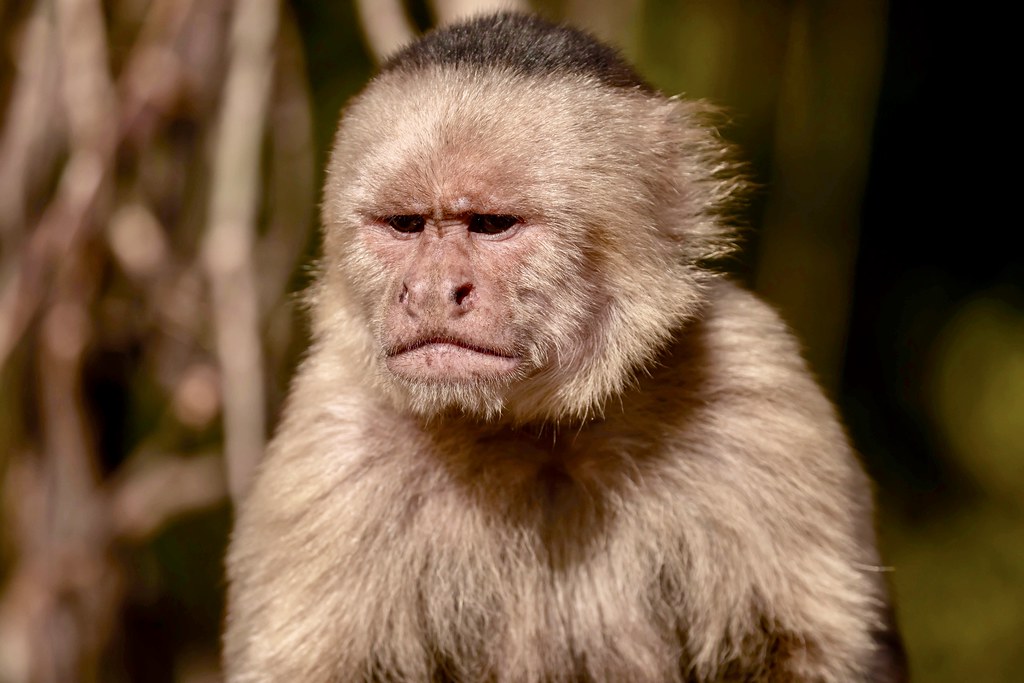 Panamanian White-faced Capuchin (Cebus imitator), | The Pana… | Flickr