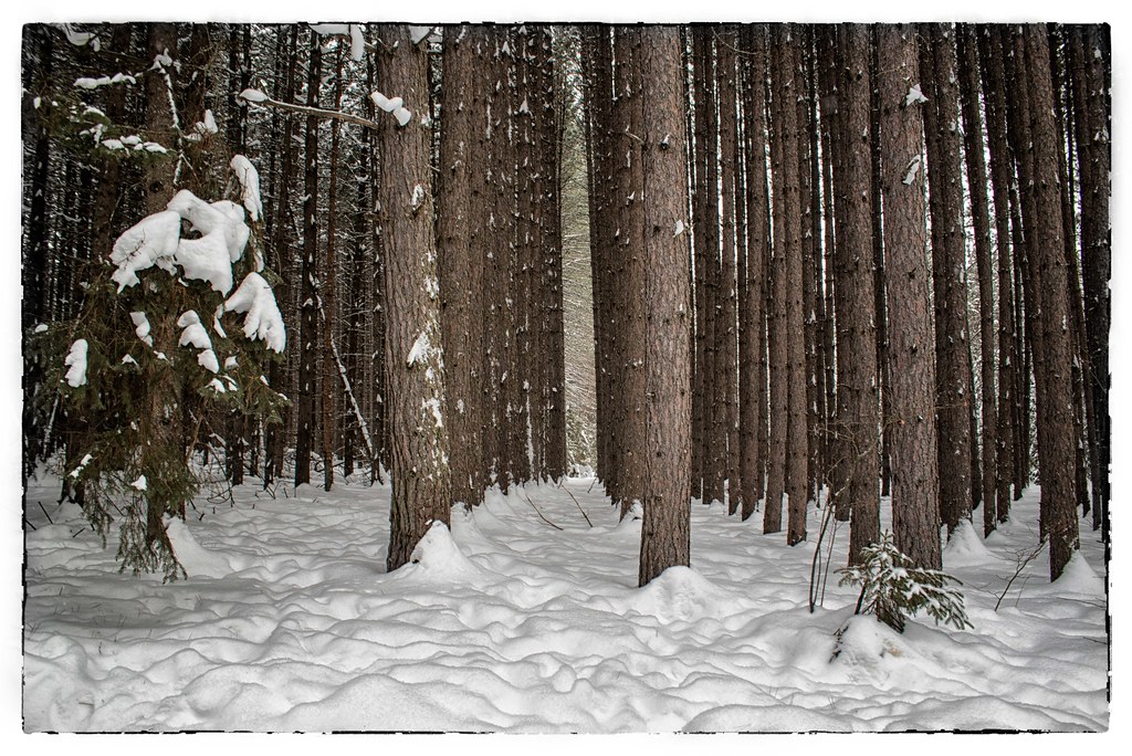 25th Side Road Tree Farm Thunder Bay. one_man's_life Flickr
