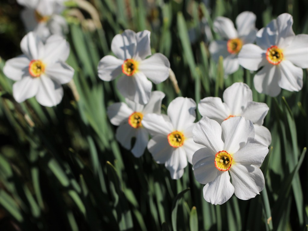 April flowers [EXPLORED]. MD, Catonsville MD. Daffodils of… Flickr