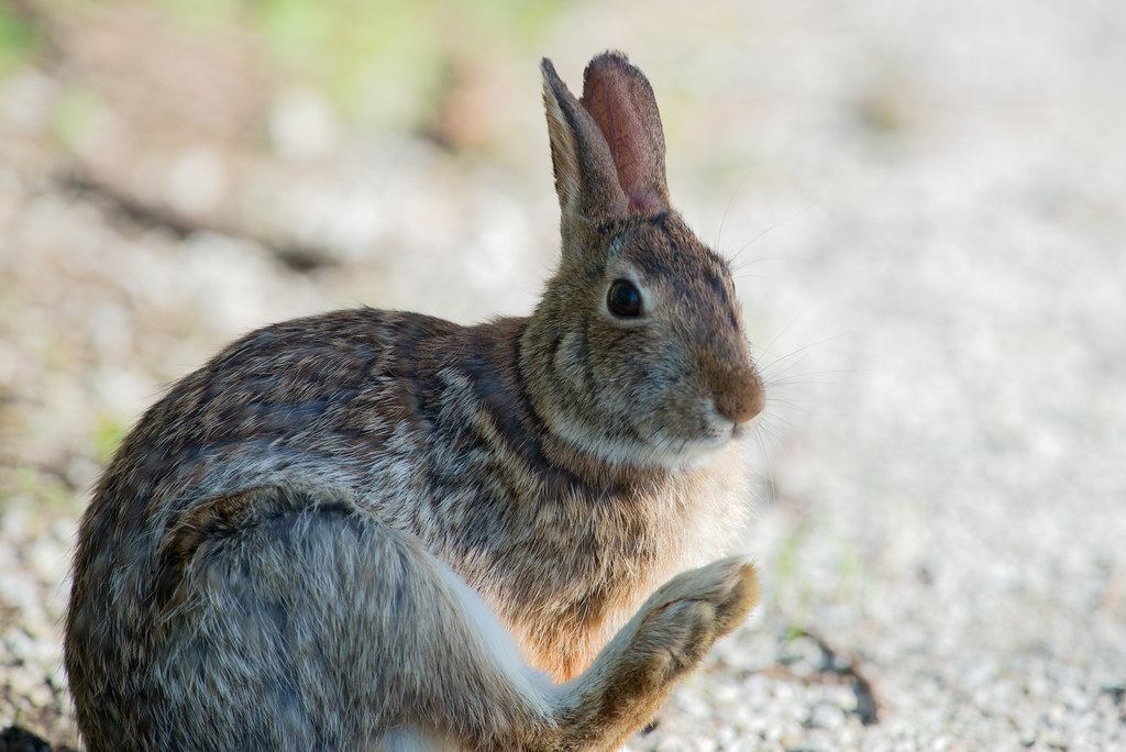 Cottontail Rabbit Kelly Colgan Azar Flickr