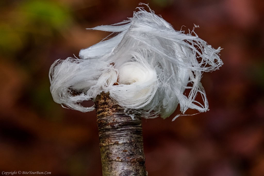 Hair Ice associated with the fungus Exidiopsis effusa Flickr