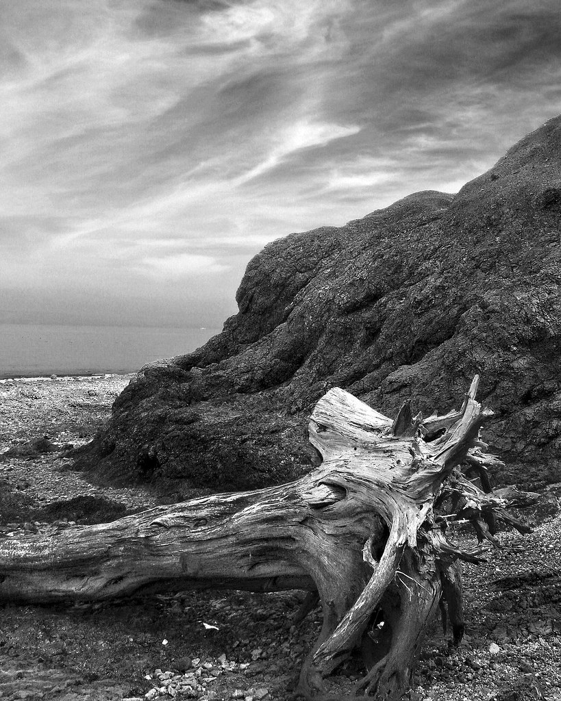 Driftwood, San Francisco Bay Burns Flickr