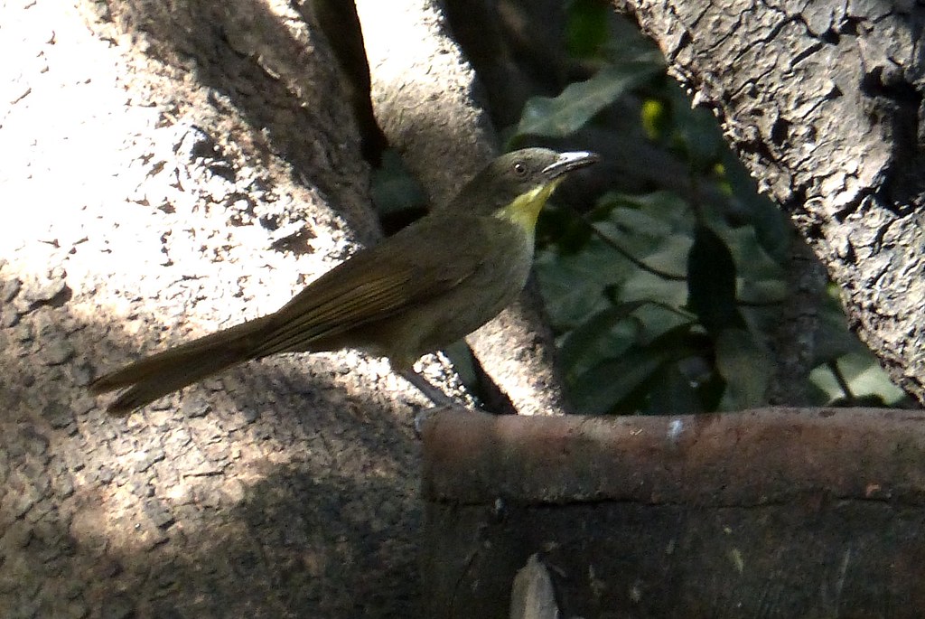 P1200891 Yellowthroated Leaflove Brufut Woods, Gambia Sunil Ranmal
