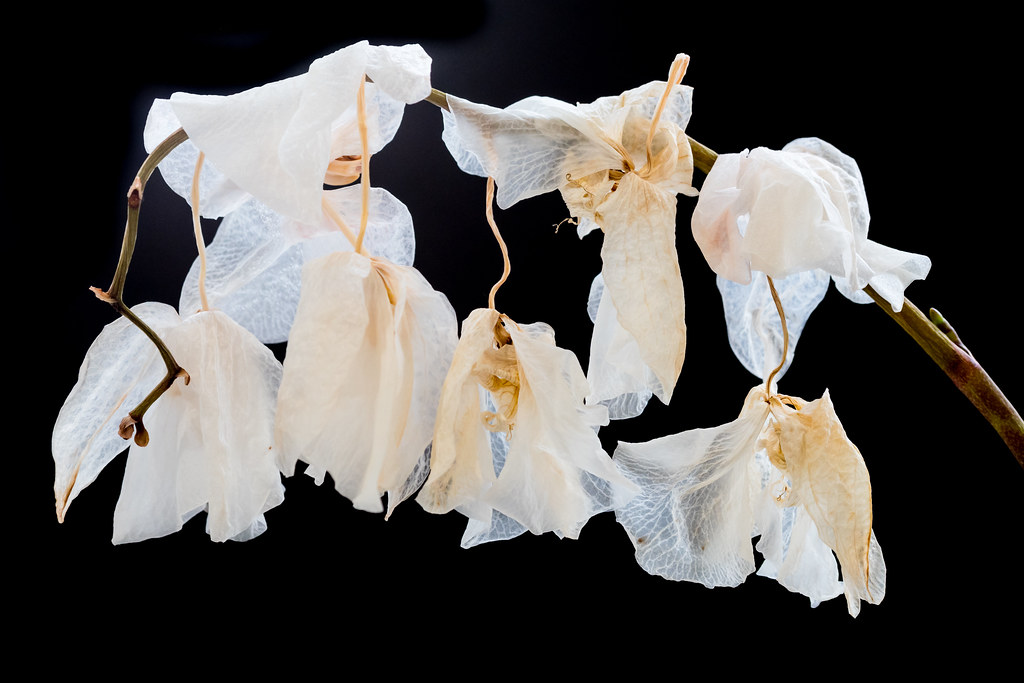 Dead Orchid flowers alanrharris53 Flickr