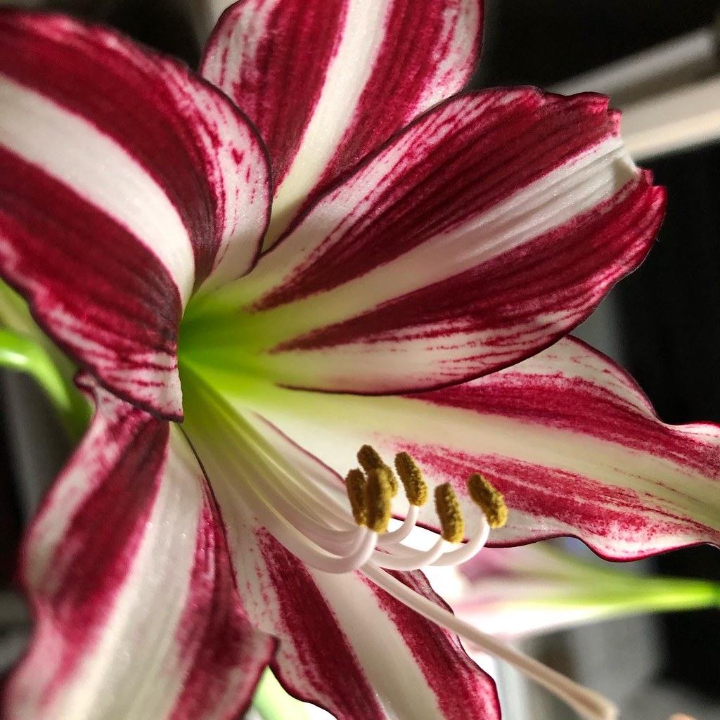 Amaryllis bloom closeup summer wonder Flickr