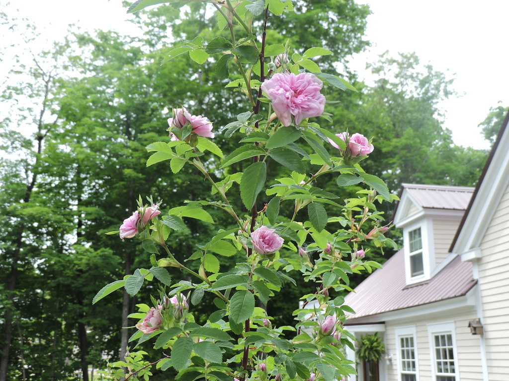 DSCN6686 Wild rose tree marks the opening to our driveway.… Sara