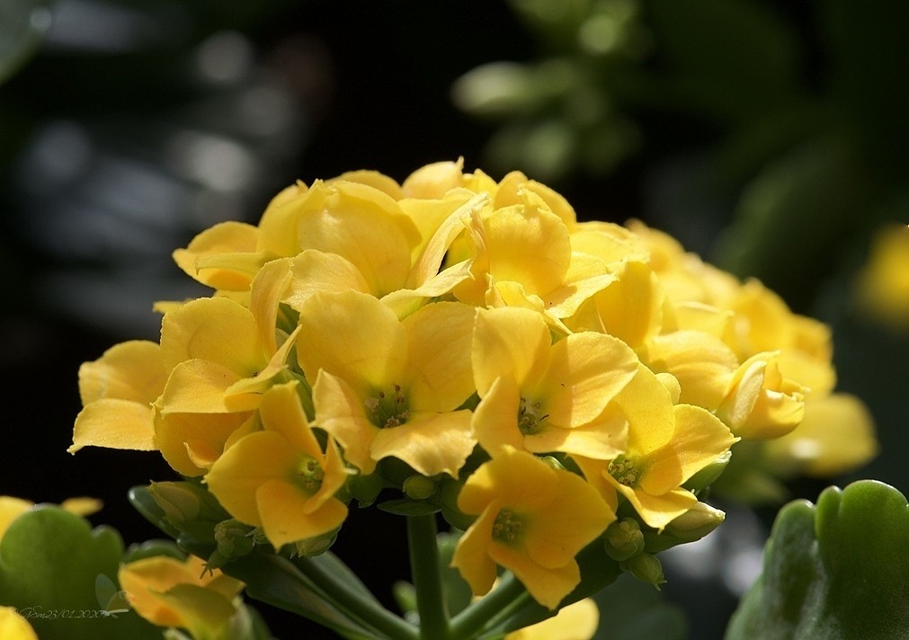 Kalanchoe Friendship is one of the meaning of Kalanchoes f… Flickr