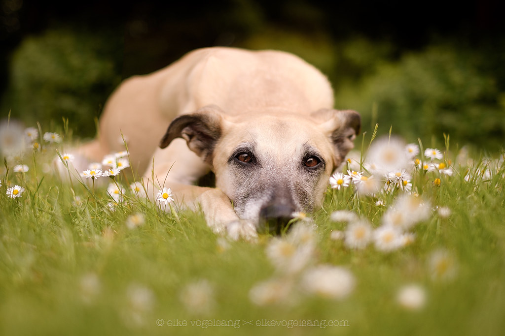 Mowing kills daisies With a model database of dozens of 10… Flickr