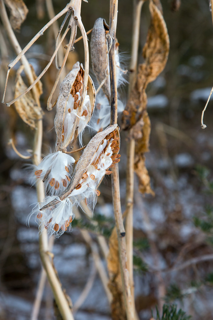 Winter Milkweed Richard Pierik Flickr
