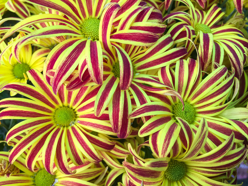 Flowers, Kovan nursery, Singapore Flowers, Kovan nursery, … Flickr