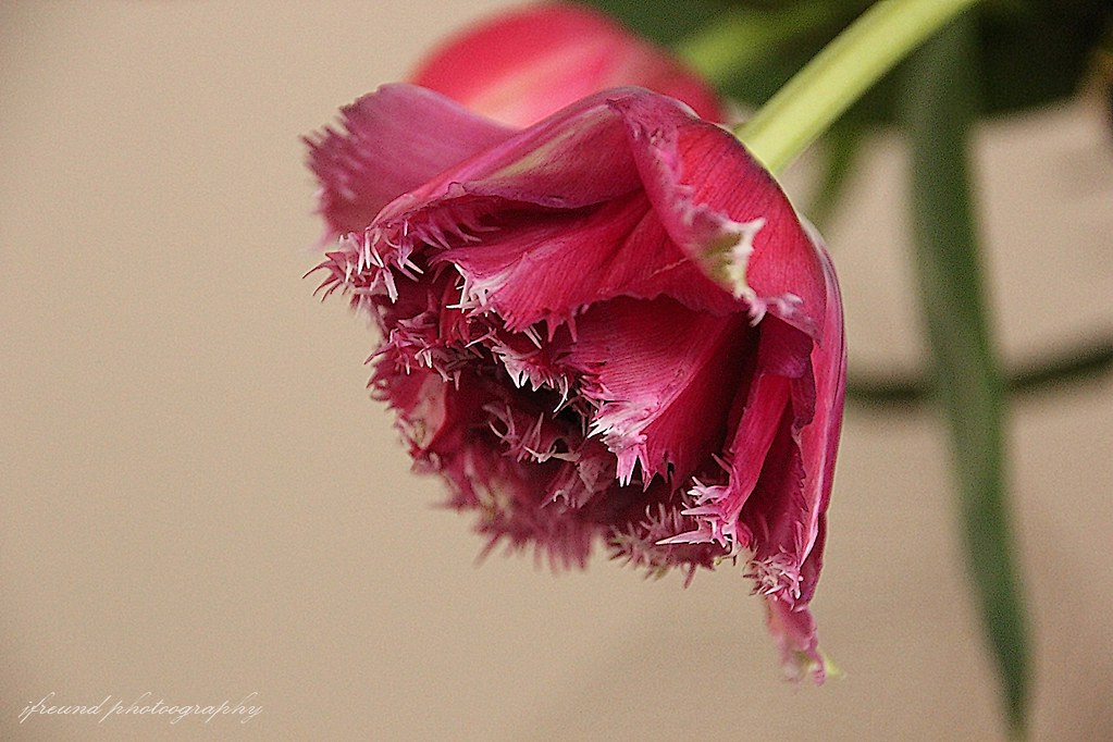 Tulip preview Flowers heal me. Tulips make me happy All my… Flickr