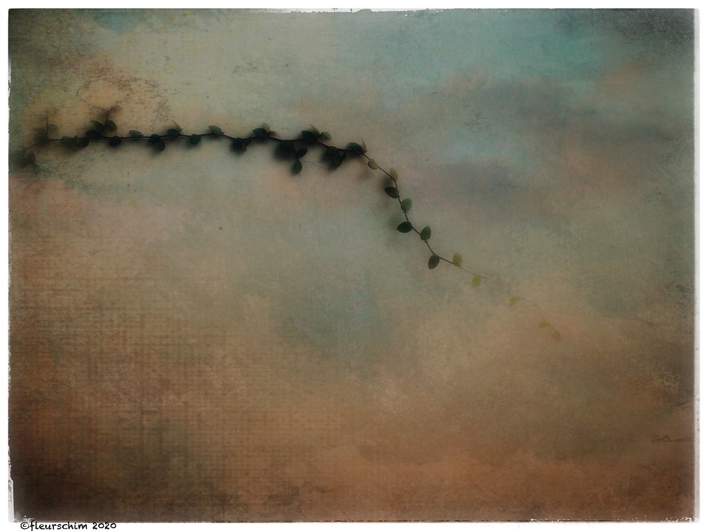 Clinging vine II Iphone11pro cameraplus2 Snapseed distress… Flickr