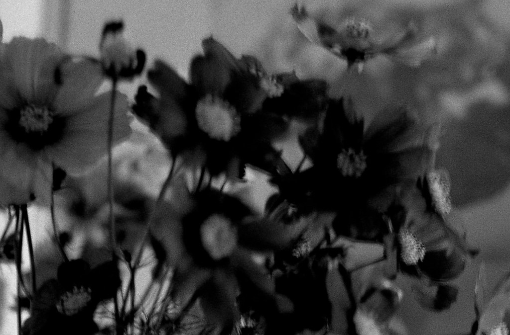 Black flowers blossom" Normandie 2017 youtu.be/fsmzF1… Flickr