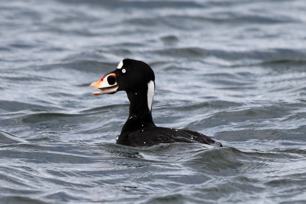 Surf Scoter Male Surf Scoter (Melanitta perspicillata) at … Flickr