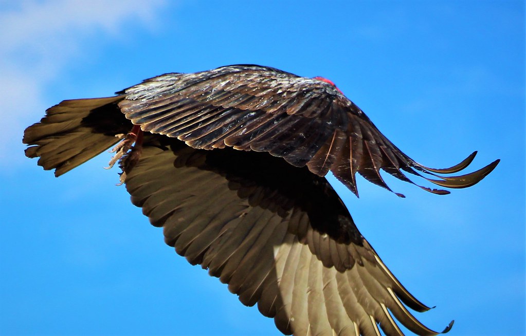 Vulture Turkey vulture in flight. Baja desert San Felipe… Flickr