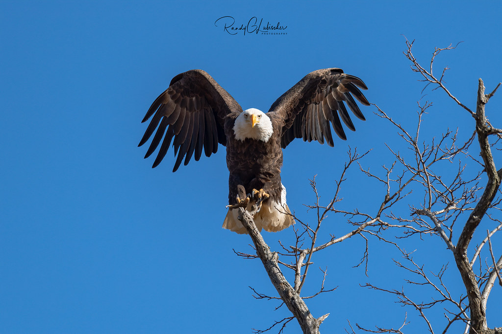 Bald Eagles of New Jersey 2020 12 New Jersey Eagle Pro… Flickr