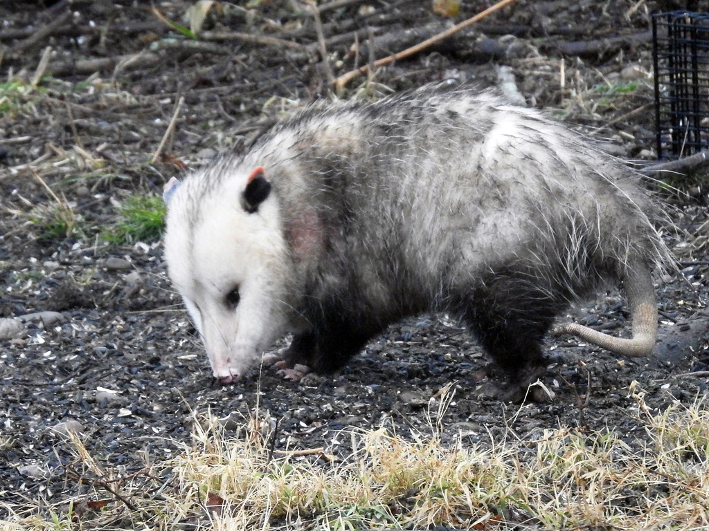 8 Interesting Facts About Virginia opossum! Animal Media Foundation